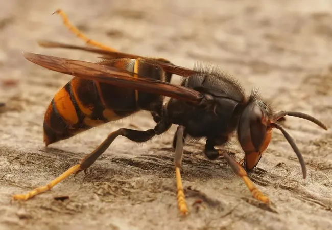 Plan de control de plagas de avispa asiática en Sant Andreu de la Barca