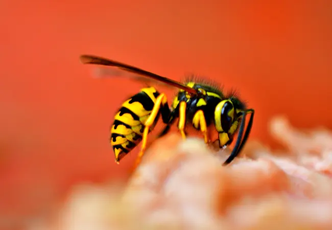 Plan de control de plagas de avispas en Lliçà d’Amunt