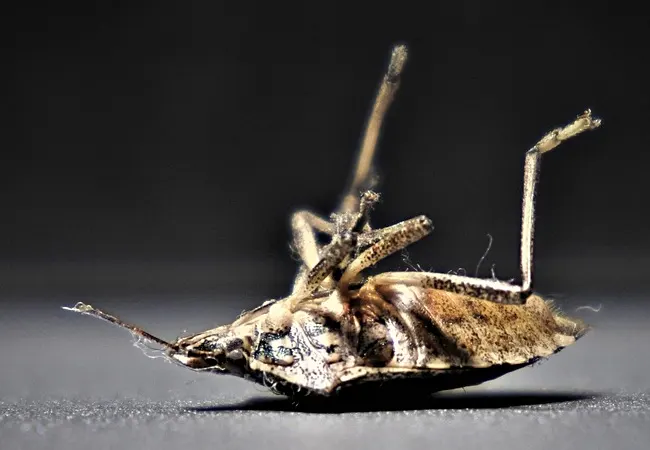 Plan de control de plagas de chinches en Lliçà de Vall