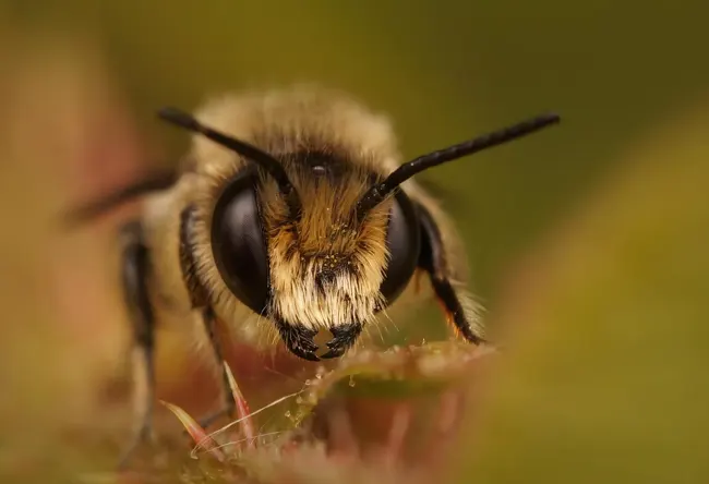 Fumigar avispa asiática El Masnou