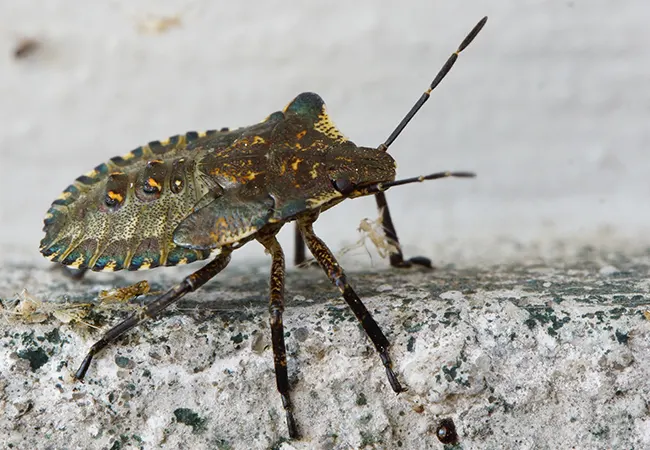 Fumigar chinches Sant Pere de Vilamajor