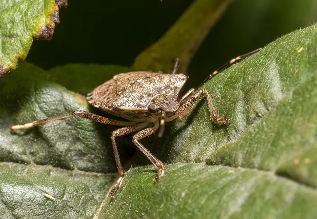 Fumigar garrapatas Argentona