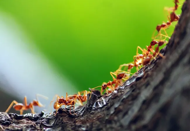 Fumigar hormigas Montcada i Reixac