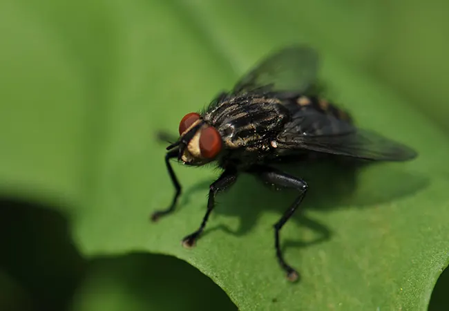 Fumigar moscas L’Ametlla del Vallès