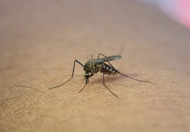 Fumigar mosquitos Corbera de Llobregat