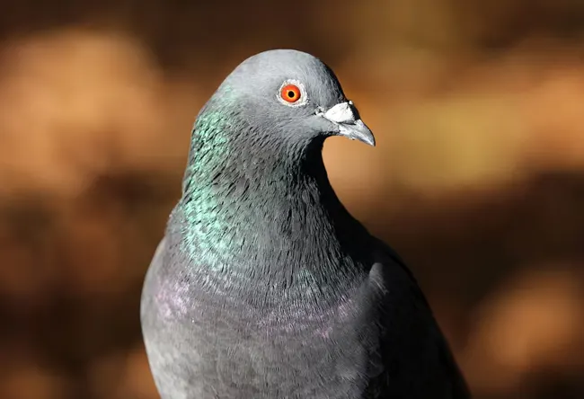 Fumigar palomas Tiana