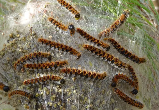 Fumigar procesionaria Tiana