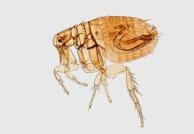 Fumigar pulgas Rubí