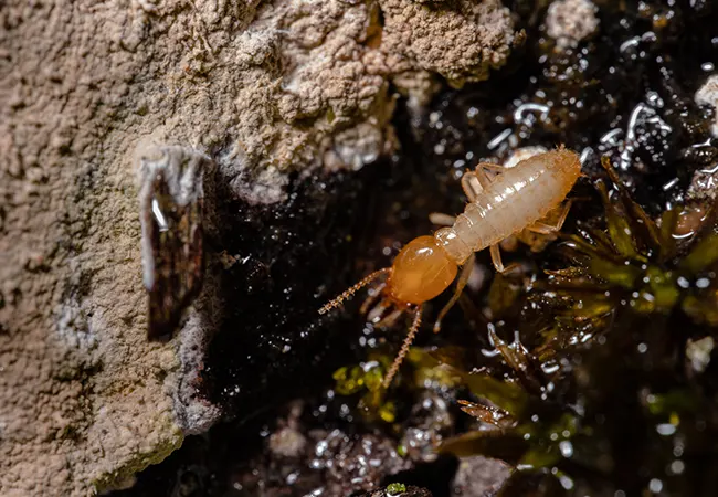 Fumigar termitas y carcoma Premià de Mar