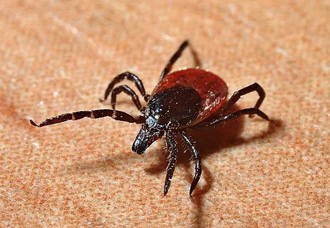 Plan de control de plagas de garrapatas en Aiguafreda