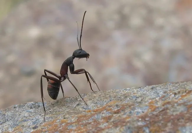 Plan de control de plagas de hormigas en Teià
