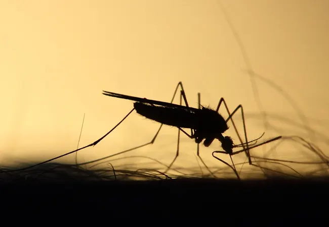 Plan de control de plagas de mosquitos en Collbató