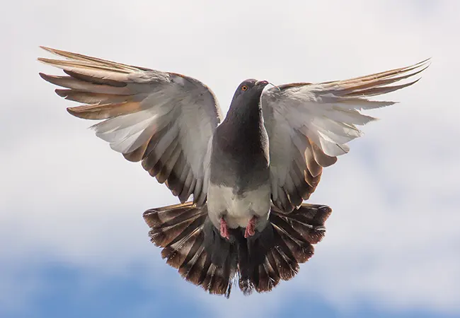 Plan de control de plagas de palomas en Tiana