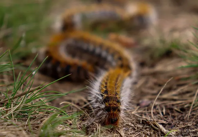 Plan de control de plagas de procesionaria en La Roca del Vallès