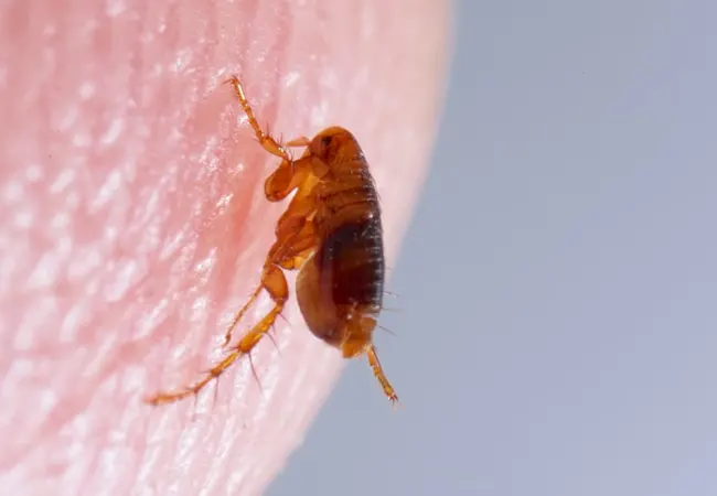 Plan de control de plagas de pulgas en Sant Adrià de Besos