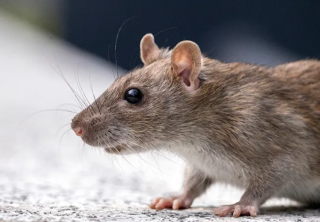 Plan de control de plagas de ratas y ratones en Vacarisses