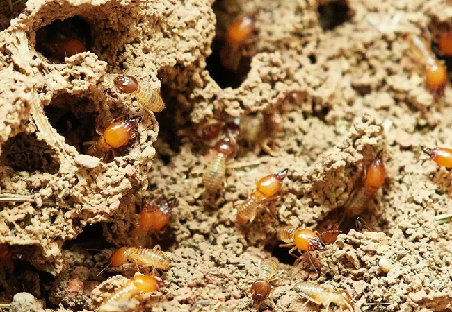 Plan de control de plagas de termitas y carcoma en Dosrius