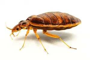 Plaga de Chinche