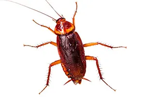 Plaga de Cucarachas