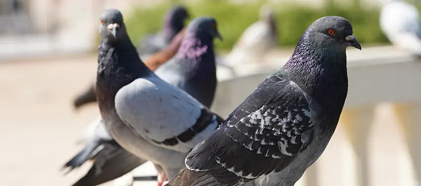 Control de aves y plagas de palomas | ODEM Plagas