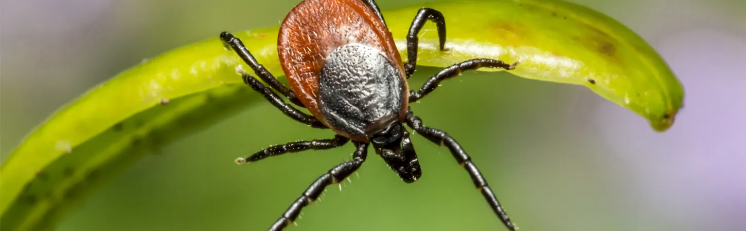 Plaga de garrapatas