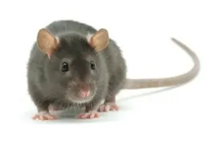 Plaga de ratas y ratones