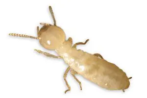 Plaga de termitas