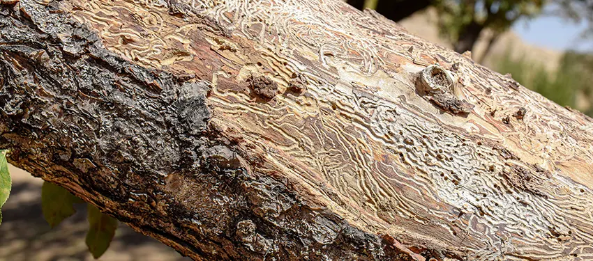 Fumigar termitas y carcoma La Palma de Cervelló