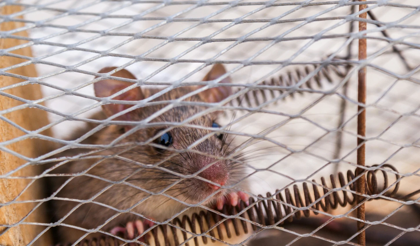 Eliminar colonia de ratas