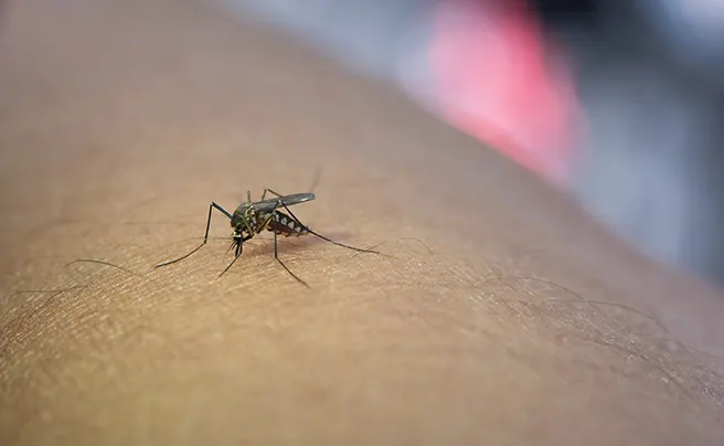 Los mosquitos ya no estan solo en verano