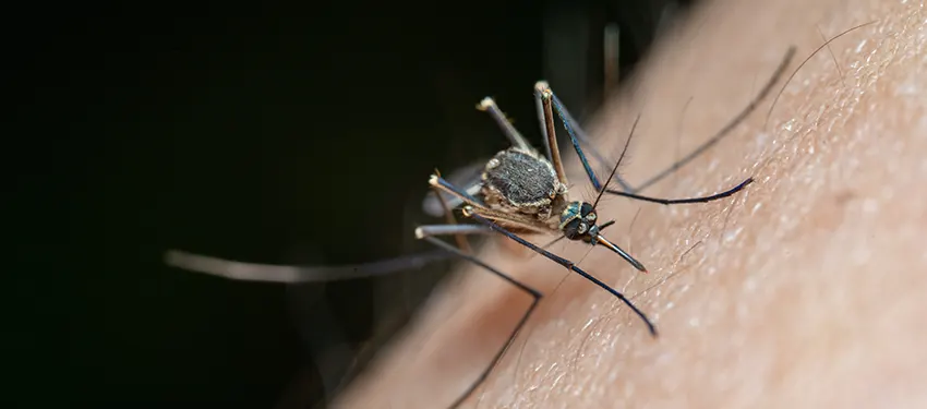 Control de plagas de mosquitos en Barcelona | ODEM Plagas