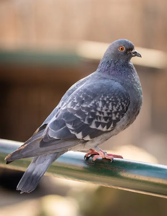 Control de aves y plagas de palomas