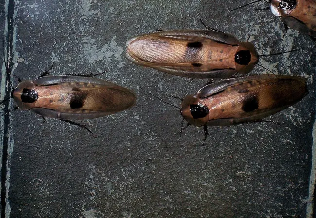 plaga-cucarachas Odem Plagas Barcelona