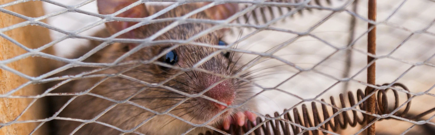 Eliminar colonia de ratas Eliminar colonia de ratas